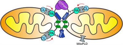 The Effects of Regulatory Lipids on Intracellular Membrane Fusion Mediated by Dynamin-Like GTPases